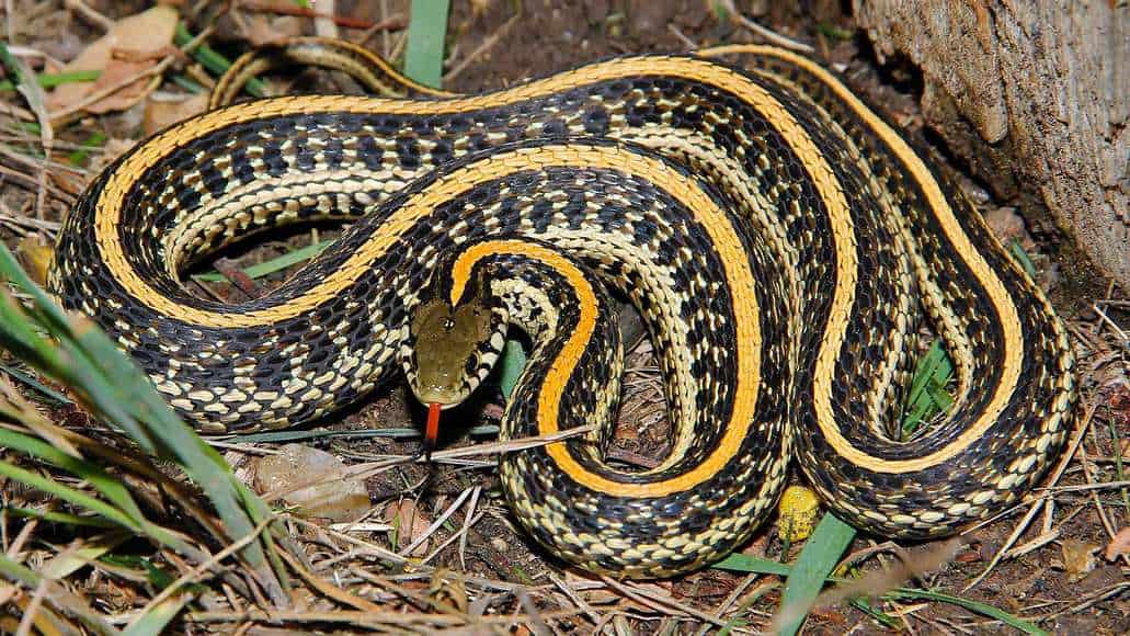 Gartersnake Llanuras ocultar los dientes