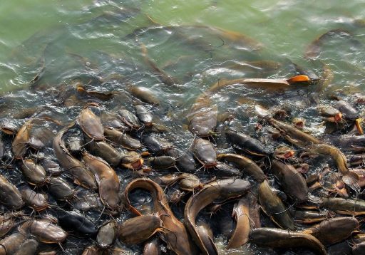 población de peces gatos