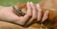 Polémica acerca de la futura ley de bienestar animal