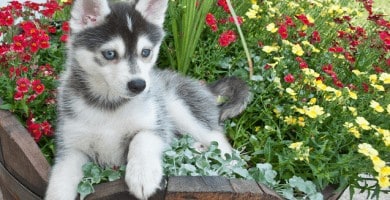 pomsky
