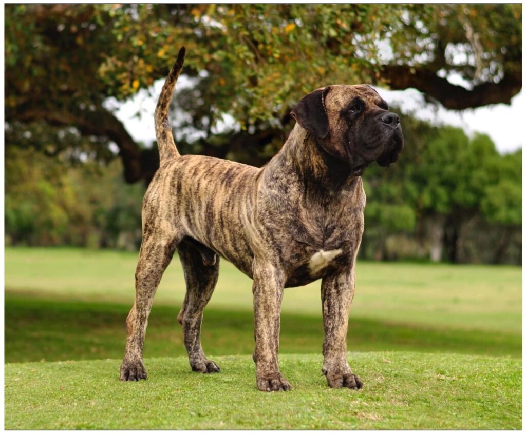 Presa canario