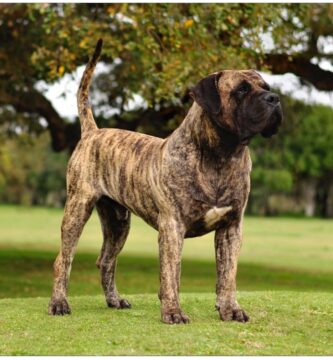Presa canario