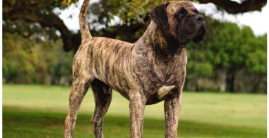 Presa canario