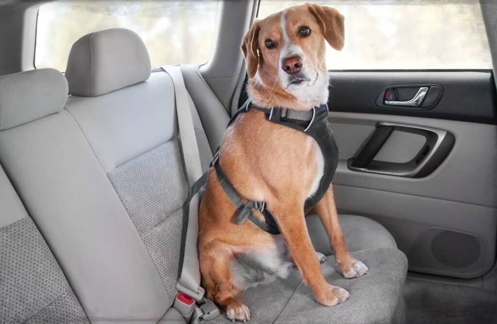 proteger asientos de coche de los perros