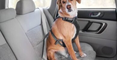 proteger asientos de coche de los perros