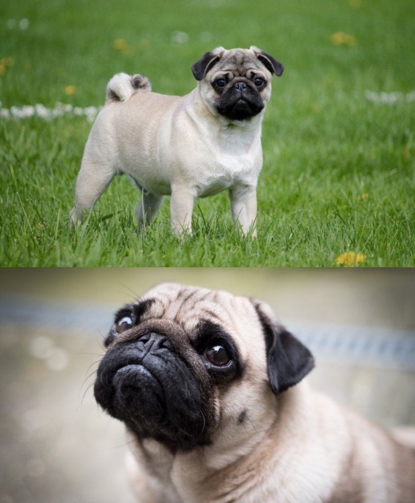 Pug Carlino