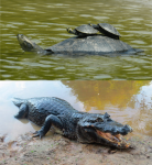 Que comen los animales de la selva?