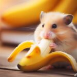 ¿Qué frutas pueden comer los hámsters?