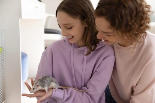 Ratas como mascotas