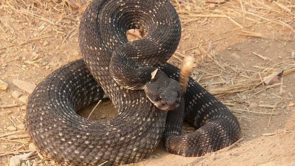 cascabeleo de la serpiente de cascabel