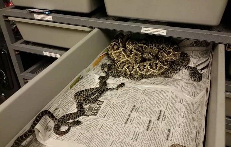 madre con crías de serpiente que necesitan comer