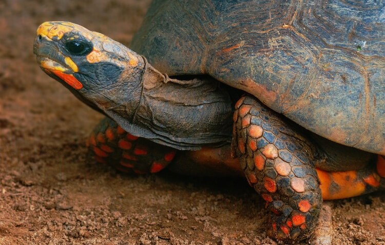 tortuga de patas rojas