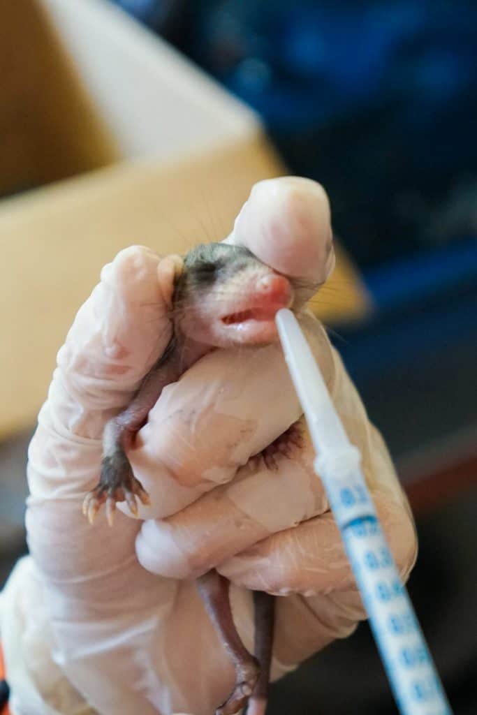 Reproduccion oso perezoso