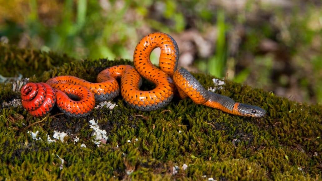 Serpiente de cuello anillado del Mississippi