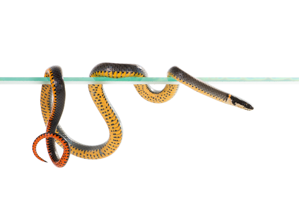 serpiente amarilla de cuello anillado envuelta alrededor de un palo