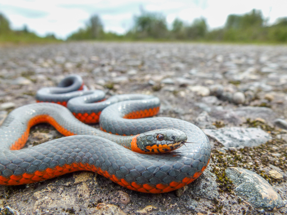 hermosa serpiente de cuello anular naranja y azul