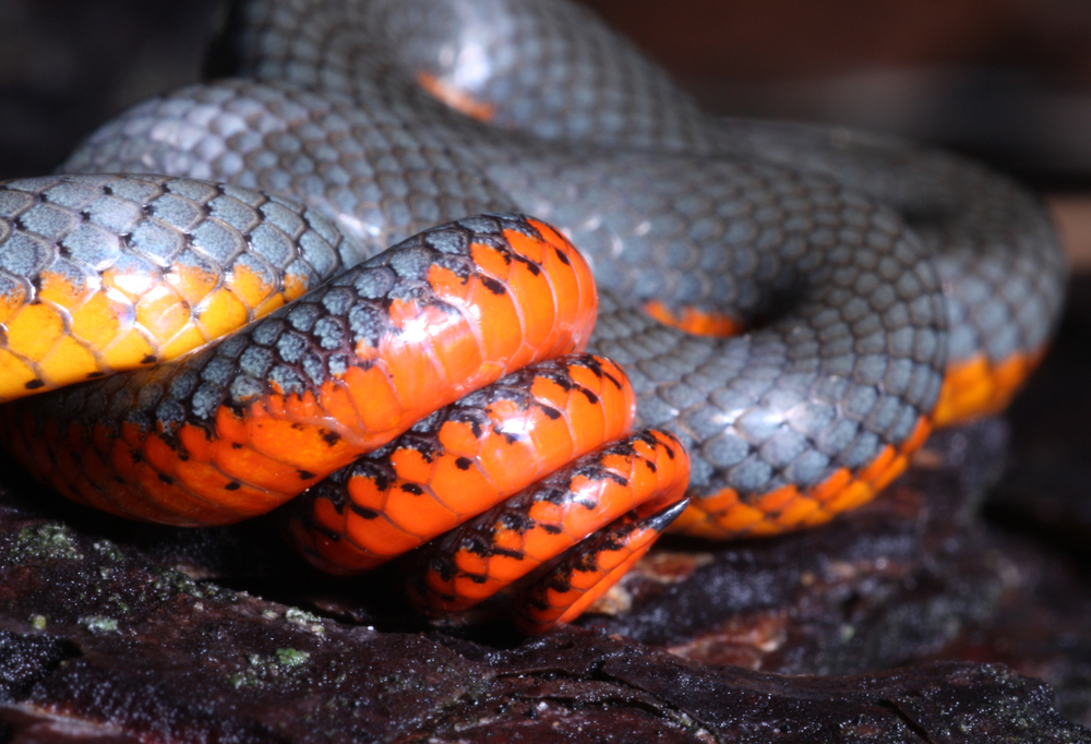 cola enroscada de la especie de serpiente de cuello anillado