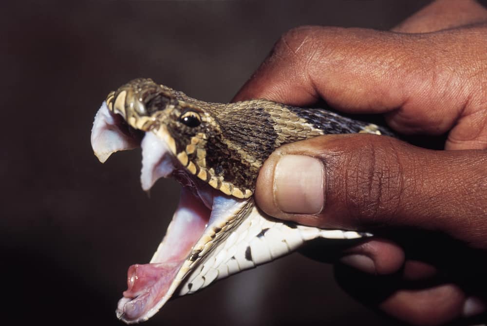 Los colmillos de la víbora de Russell son unos de los más grandes de cualquier especie de víbora o serpiente.