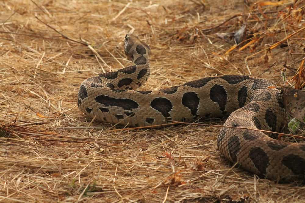 La víbora de Russell deslizándose entre la maleza. Pueden ver lo grande que puede ser esta especie. Es una de las víboras más grandes del mundo