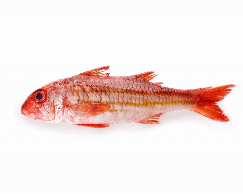 Salmonete