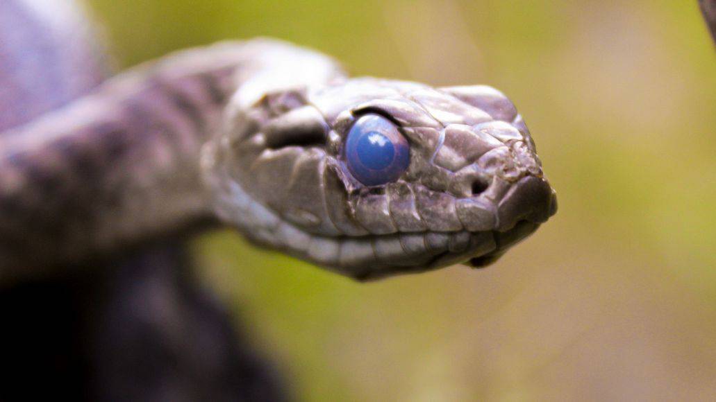 serpiente muda ojo azul