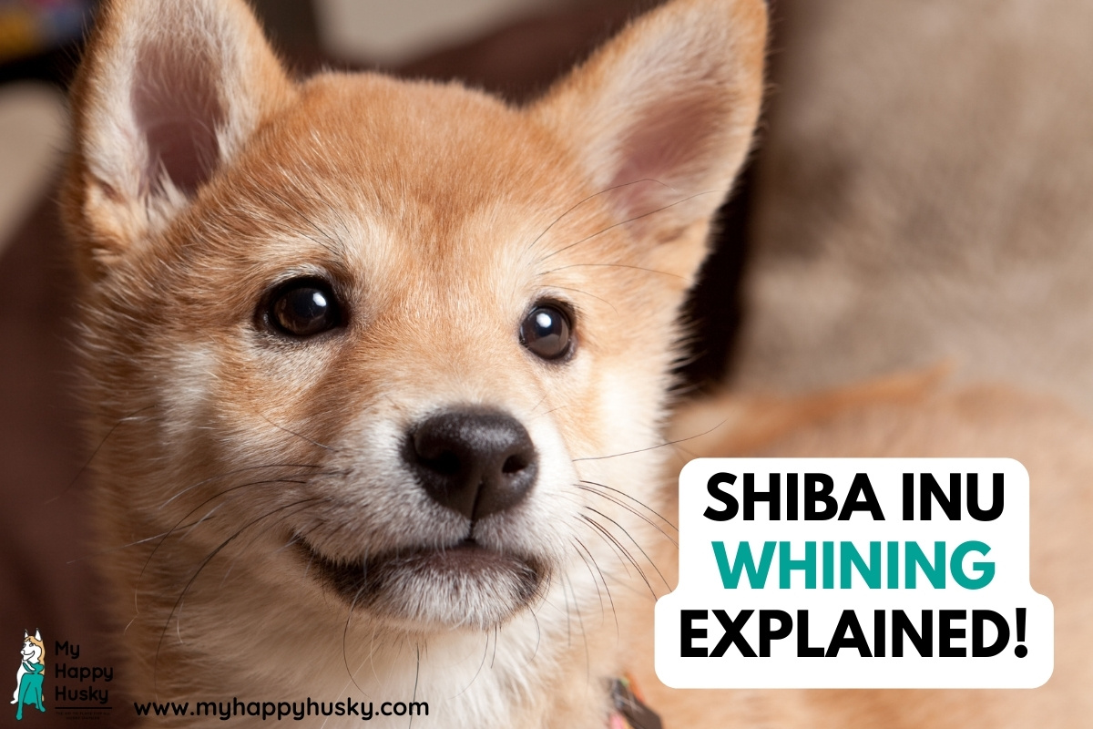  Por Qu Mi Shiba Inu Se Queja 9 Razones Y Soluciones My Happy 