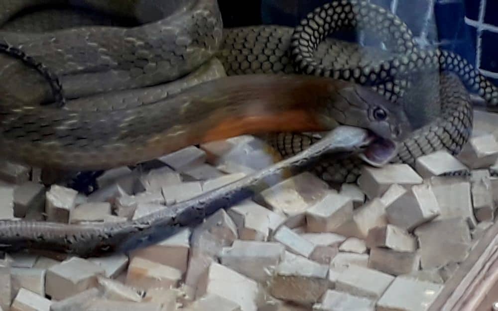 serpiente comiéndose a otra serpiente