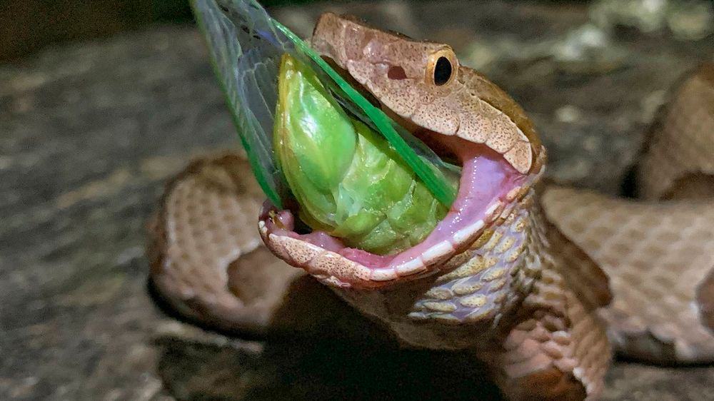 asfixia de la serpiente con la comida