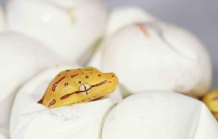 la serpiente bebé necesita comer
