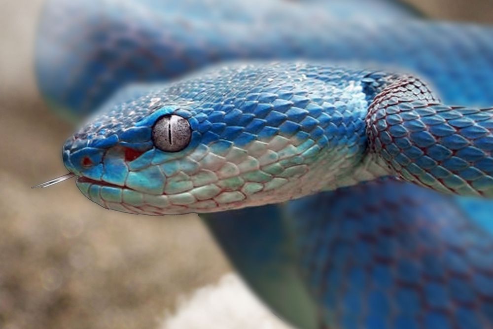 ojo de serpiente de cerca