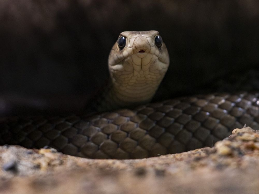 serpiente enfocando a su presa