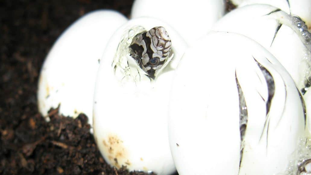 La eclosión de la serpiente se comerá el saco vitelino