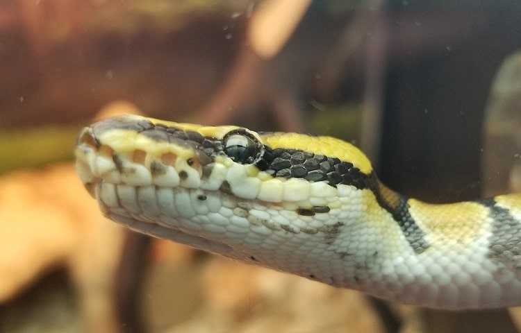 ácaro de la serpiente en el ojo
