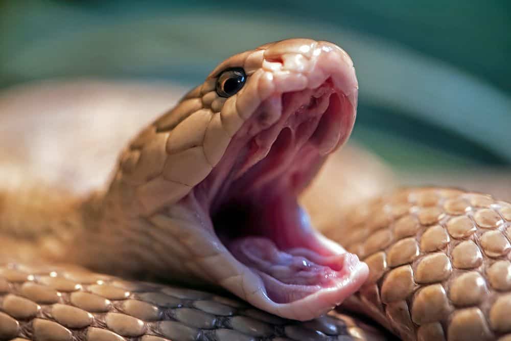 boca abierta serpiente