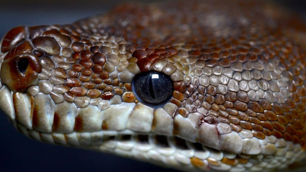 serpiente viendo en color