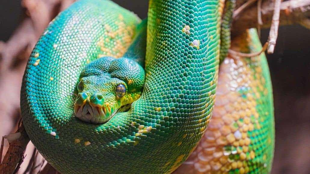 relajada serpiente feliz durmiendo