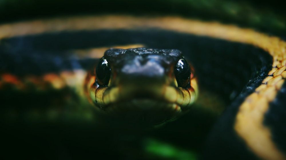 serpiente que mira fijamente