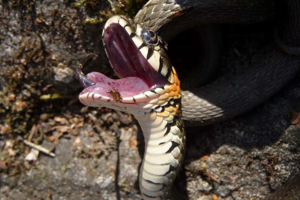 serpiente con la boca abierta