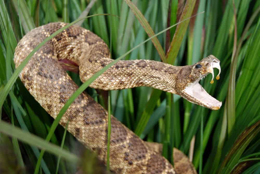 serpiente con veneno goteando de los colmillos