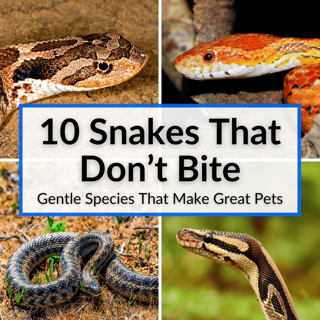 Serpientes que no muerden