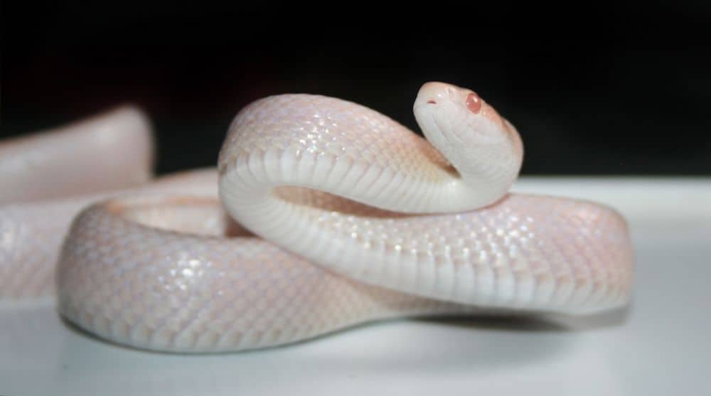 serpiente blanca