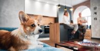 Son los Corgis buenos perros de apartamento