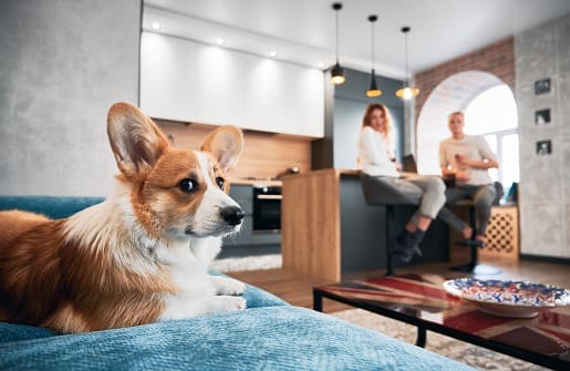 Son los Corgis buenos perros de apartamento