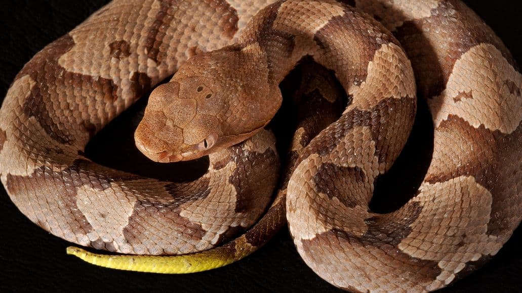 baby copperhead puede matarte