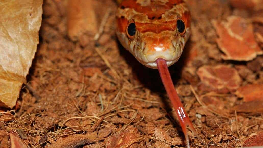 serpiente de maíz en busca de alimento
