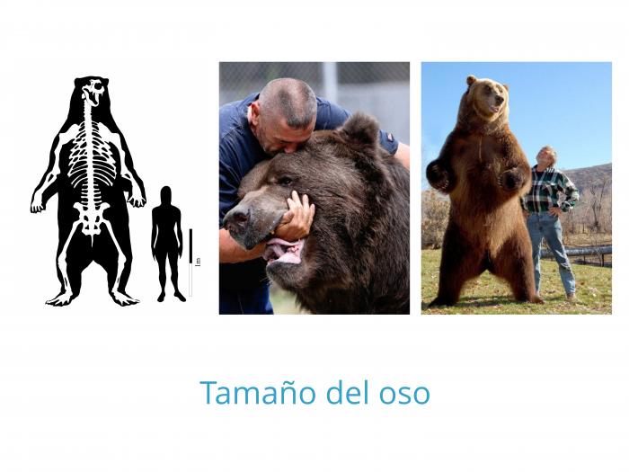 Tamaño del oso