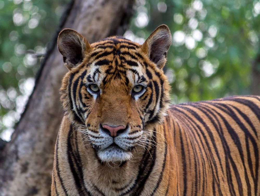 tigre