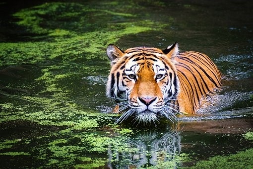 tigre en agua