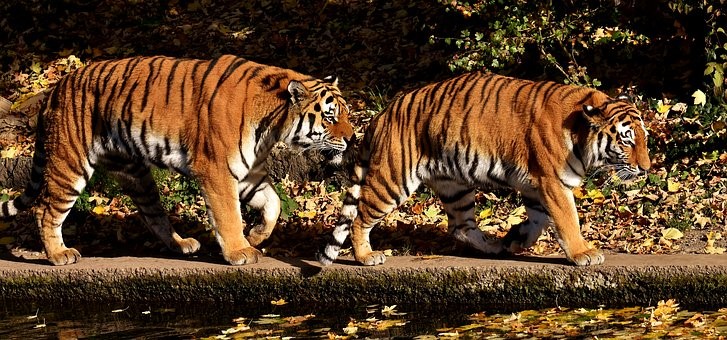 tigres caminando