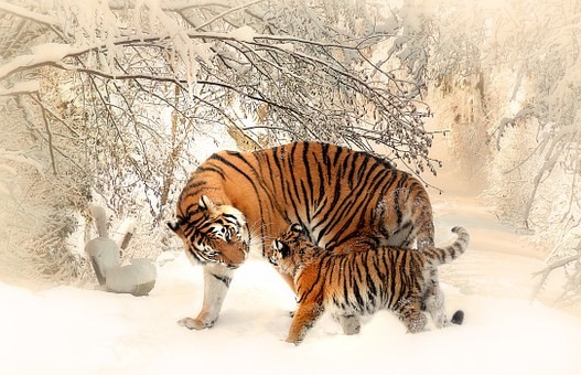 tigres con nieve